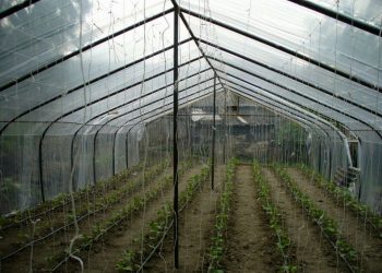 Ջերմոցային տնտեսություններում ստեղծվել է խոստացավածից 3 անգամ քիչ աշխատատեղ