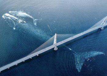 Սոցիալական ցանցերում «ցնցում» առաջացրած կետի լուսանկարն իրական չէ