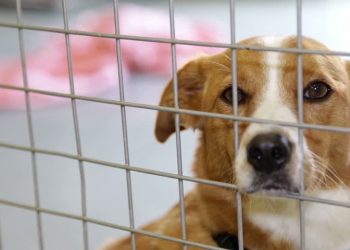 Կենդանիների նկատմամբ դաժան վերաբերմունքի քրեականացում․ որքանով է արդյունավետ գործում օրենքը