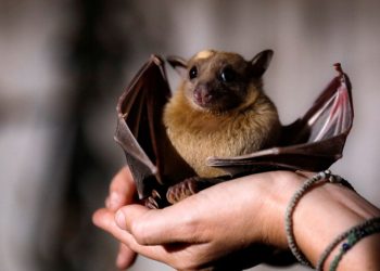 Կորոնավիրուսի զրոյական պացիենտը բացահայտված չէ. հայկական կայքերն ակնհայտ սուտ տեղեկություն են շրջանառում