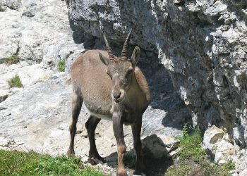 Ի՞նչ միս են նախընտրում հայաստանցի որսագողները․ արձանագրված ու չարձանագրված դեպքեր