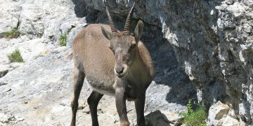 Ի՞նչ միս են նախընտրում հայաստանցի որսագողները․ արձանագրված ու չարձանագրված դեպքեր