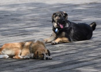 Կենդանիների նկատմամբ դաժան վերաբերմունքի քրեականացման վիճակագրությունը